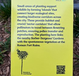 sgn BID 3 Wild Carrot