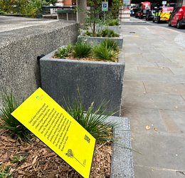 sgn BID 4 Wild Carrot Street